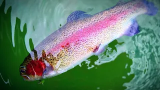 Trout Fishing Albert Park Lake