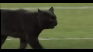 Cat scored a touchdown at NFL game