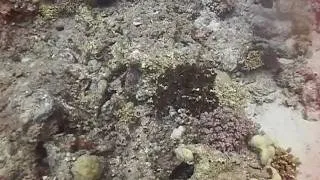 Octopus camouflage - Red Sea - Egypt