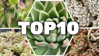 TOP 10 Easy Care Succulents