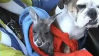 Baby kangaroo makes friends with English bulldog