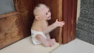 Baby Monkey SUGAR Sits Lonely Longing for Parents! Grandma Comforts Sugar