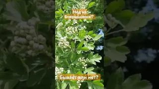 Кто-то говорит, что мёда из Боярышника не бывает? надо места знать:))