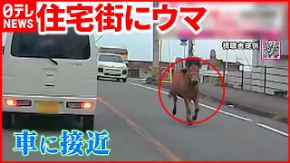 【驚き】なぜ？ 道路を"ウマ"が疾走！　大分