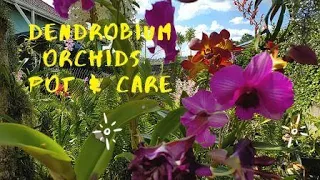 A Jamaican guide to Dendrobium orchid care