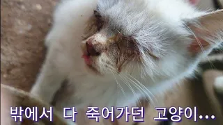 다 죽어가던 아기 고양이 구조 후 가족이 된 사연 (The story of becoming a dying baby cat family)