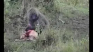 Masai Mara Baboon eating an impala