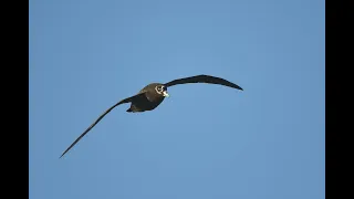 Spectacled Petrels in the South Atlantic