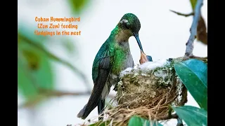 Cuban Bee  Hummingbird Feeding Fledglings In Nest #birdwatching #birds #hummingbird #nest #nature