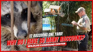 Getting Rid of Raccoons in My Yard | Wildlife Command Center - Ep. 5