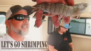 $75 lb. Shrimp... Trawling Big Roe Shrimp