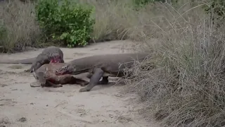 komodo dragon eating deer live | komodo dragon epic clip | wildlife