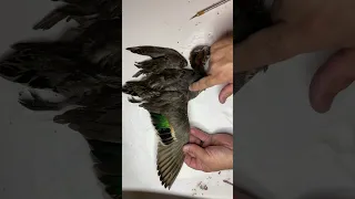 Open wing waterfowl taxidermy