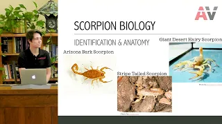 Arizona Scorpion(s) Biology