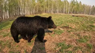 Медведи не стали гулять из-за раненого Буржуя.