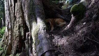 The Elusive Rain-Forest Fox of Vancouver Island Canada ;)