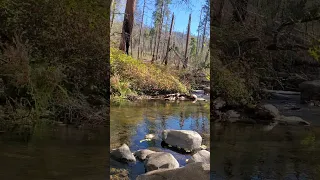 Part 3 Beautiful Nature Stream in Fall. Poetic, Stress relief, Peaceful and ASMR.#stream #nature