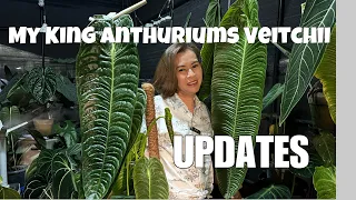 My King Anthurium- Veitchii UPDATE💚 #anthurium #plants #rareplants #plantita #mommyvlogger