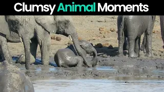 Hilarious Animal Mishaps: Clumsy Moments Caught on Camera