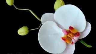 Orchidea in pasta di zucchero,TUTORIAL PASSO PASSO,Semplice e Veloce
