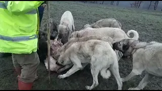 tokat serpin yayla aslanları domuz avlamış