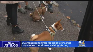 Swampscott neighborhood on alert after coyotes surround man walking dog