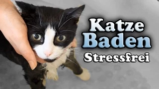 Wie bade ich meine Katze? (Stressfrei)