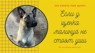 У малинуа плохо встают уши. Что делать? Как мотать уши щенку малинуа. Советы заводчика.