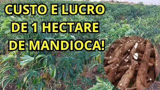 CUSTO E LUCRO DE 1 HECTARE DE MANDIOCA!