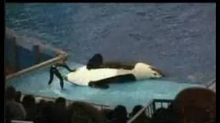 Seaworld gone wrong