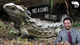 Tuatara, Not a Lizard?