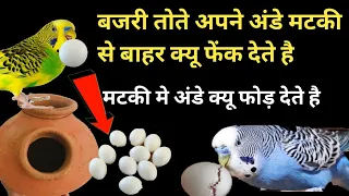 बजरी तोते अपने अंडे मटकी से बाहर क्यू फेंक देते है?|| why do austrelian parrot throw egg out of nest