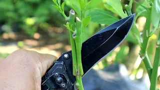 Nice! New "M" Shape Grafting Idea On Fruit Trees Real Not Click Bait!