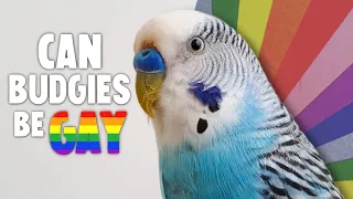 Can Budgies be Gay?
