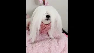 Can't See You 🤣~ Angel Maltese Dog