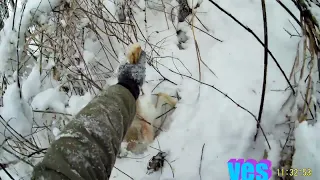 Охота на зайца. Свежий снег. Тропление по глубокому снегу.