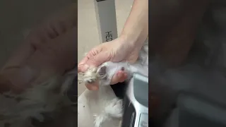 발미용 싫어하는 강아지 꿀팁! 발바닥 발등 미는 방법 #shortsvideo #cutedog #doggroomingtips