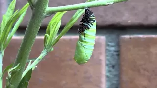 Monarch caterpillar turns into a chrysalis - real time