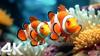 Ocean 4K - Beautiful Coral Reef Fish in Aquarium, Sea Animals for Relaxation , Relaxing Music