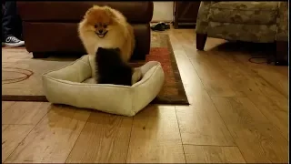 Pomeranians fighting over bed