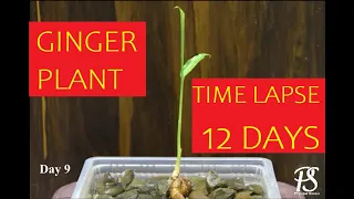 Ginger Timelapse | Ginger rhizome growing in water for 12 days