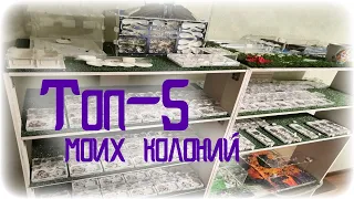 Топ 5 моих маленьких колоний. Краткий обзор муравьев для новичков или кого завести после жнецов