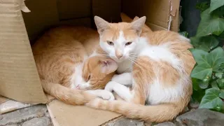 Although the paper box is cramped, the family of hungry ginger cats sleeps inside it.