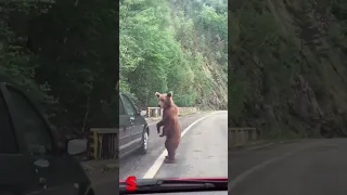 Wild bear spotted