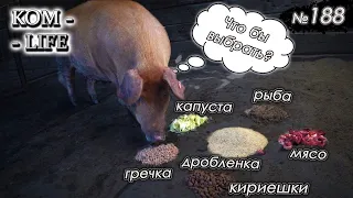 Какую ЕДУ выберет СВИНЬЯ?