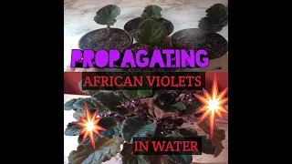 How to propagate African Violet's (In water)