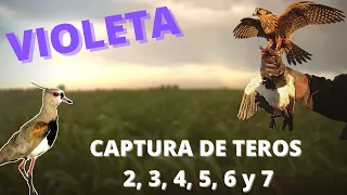 CETRERIA - Evolución de Violeta (halcón aplomado), nuevas capturas 🦅💥💪
