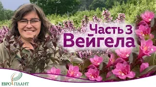 Цветущие кустарники которые не радуют.Часть 3. Вейгела