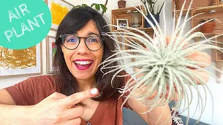 AIR PLANTS CARE | TILLANDSIA