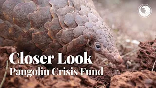 Protecting the World's Last Giant Pangolins | Closer Look